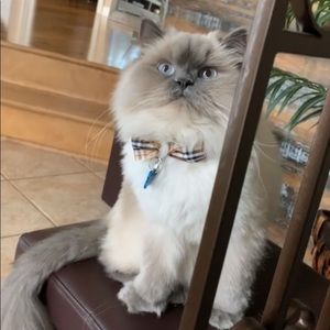 Meet your Posher, Kass